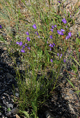 Campanula rotundifolia