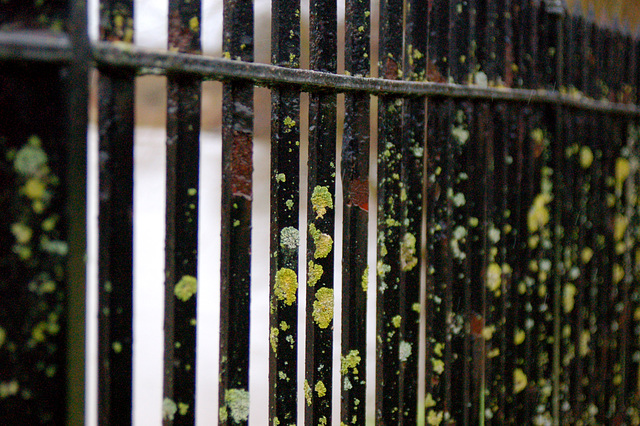 Lichen on Railings in Melksham