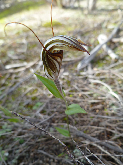 urochilus sanguineus