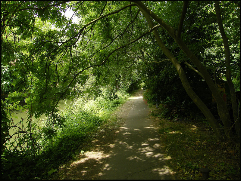 path through the trees