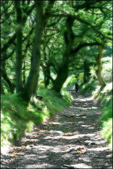 dappled sun