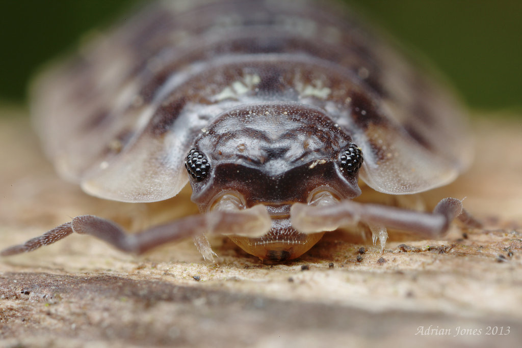 Woodlouse