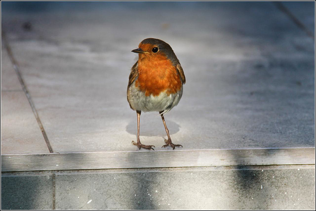 Tame Robin