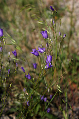 Campanula rotundifolia-001