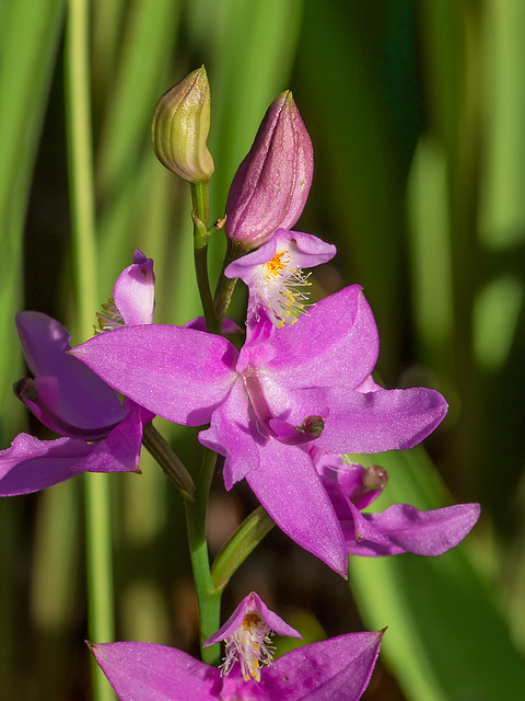 Calopogon tuberosus (Common Grass-pink orchid)