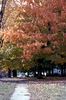 Fall Tree 1979