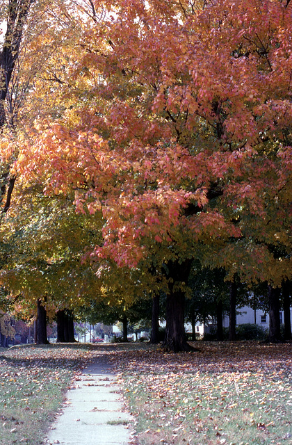 Fall Tree 1979