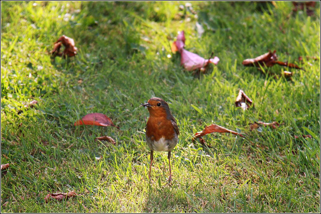 Friendly Robin