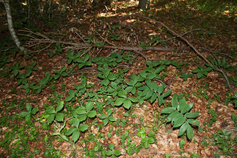 Sous- bois
