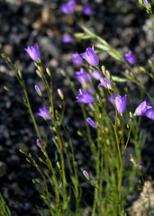 Campanula rotundifolia-003