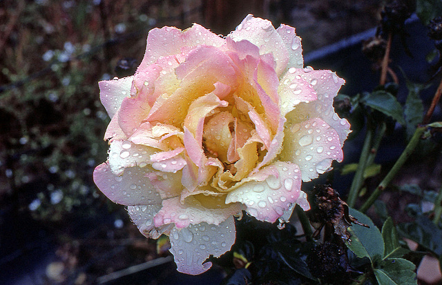 Kodachrome Rose 1979