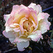 Kodachrome Rose 1979