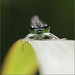 Regard