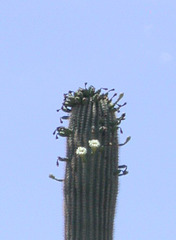 Saguaro National Park3123a