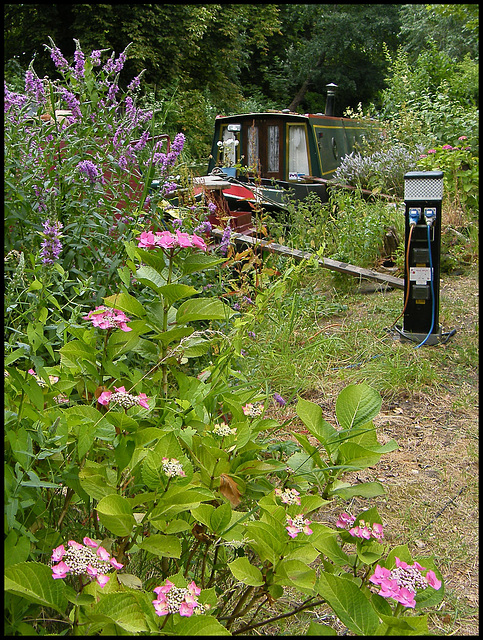 towpath flowers