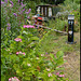 towpath flowers