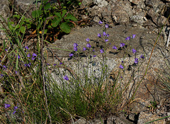 Campanula rotundifolia-004