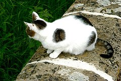 Lacock Abbey Cat