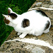 Lacock Abbey Cat