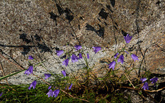 Campanula rotundifolia-005