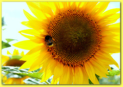 bain de soleil de notre copain bzzzzzzzz !