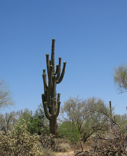 Pinal Pioneer Parkway