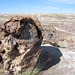 Petrified Forest National Park 2320a
