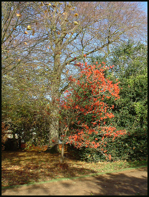 autumn red in the park