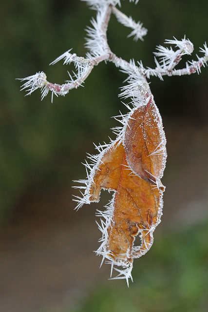 Hoarfrost