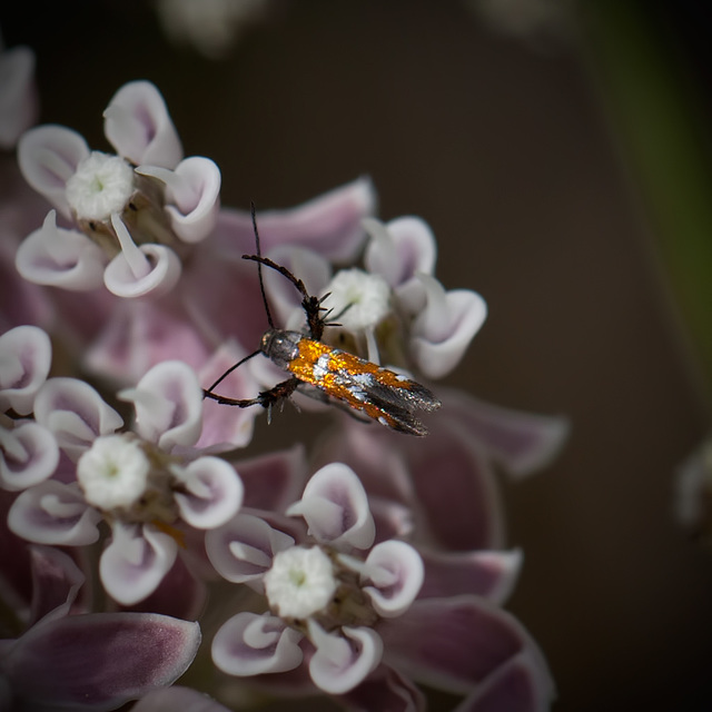 Overhead View of Mini Aetole Micromoth