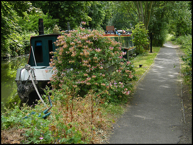 canal path honeysuckle