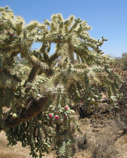 Pinal Pioneer Parkway 125a