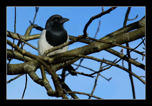 One for sorrow