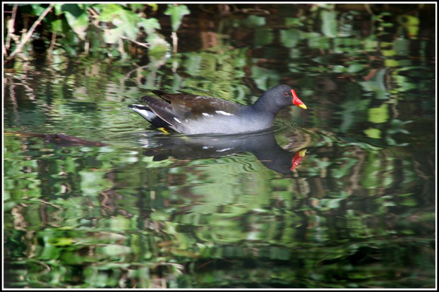 Moorhen