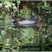 Moorhen