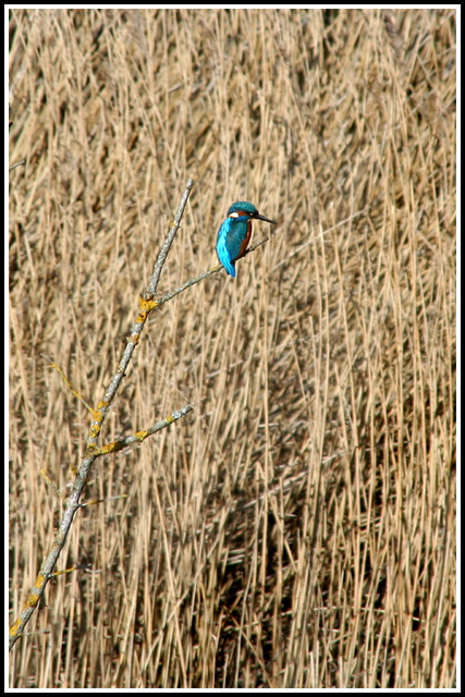 Kingfisher