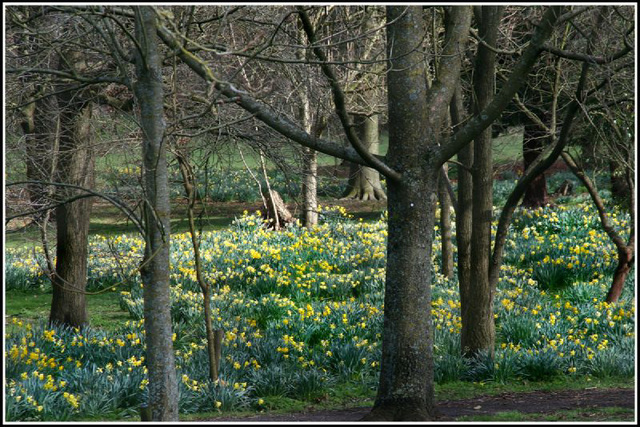 daffodil park