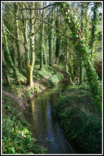 woodland stream