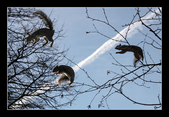 Flying Squirrels