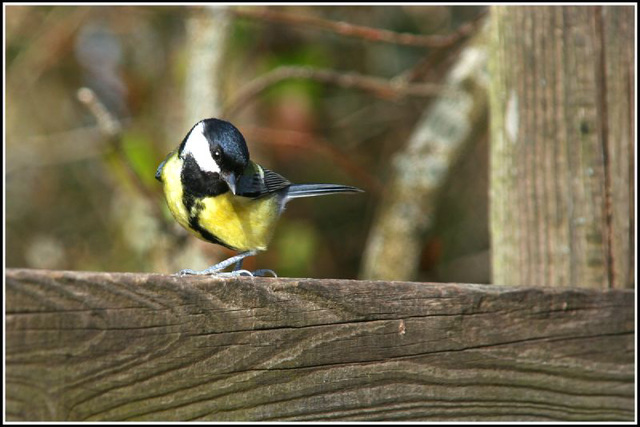 Great Tit's!! sorry Tit.