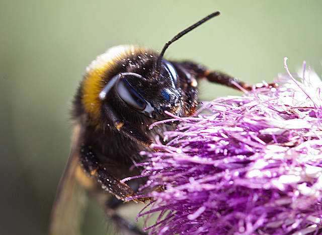 20130805 2741RMw [D~LIP] Hummel, Bad Salzuflen