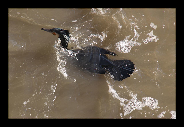 Cormorant fishing