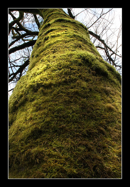 Furry tree