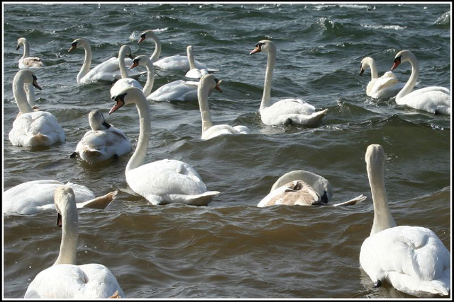 swans a swimming