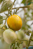 Green Zebra Tomatoes on the Plant