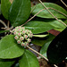 Hoya sp affin. parasitica