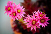 fleurs