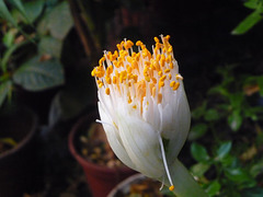 Flor emergente