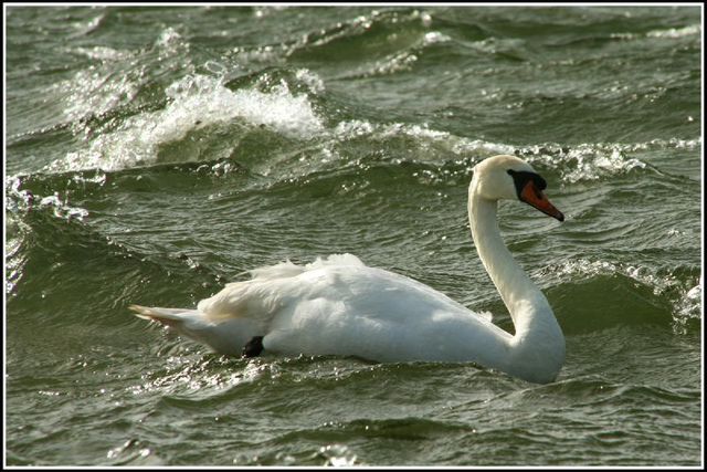 rough swan