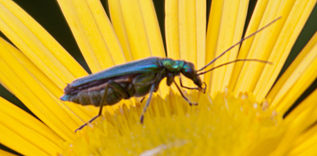 20130629 1993RAw [D~LIP] Moschusbock (Aromia moschata), Bad Salzuflen